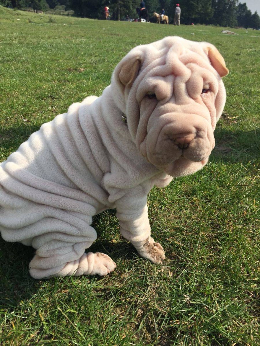 Порода шарпей