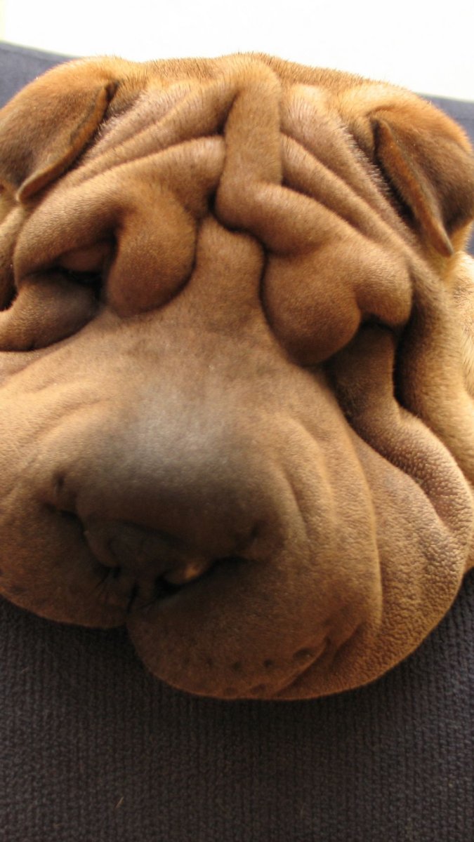 Шарпей собака морда