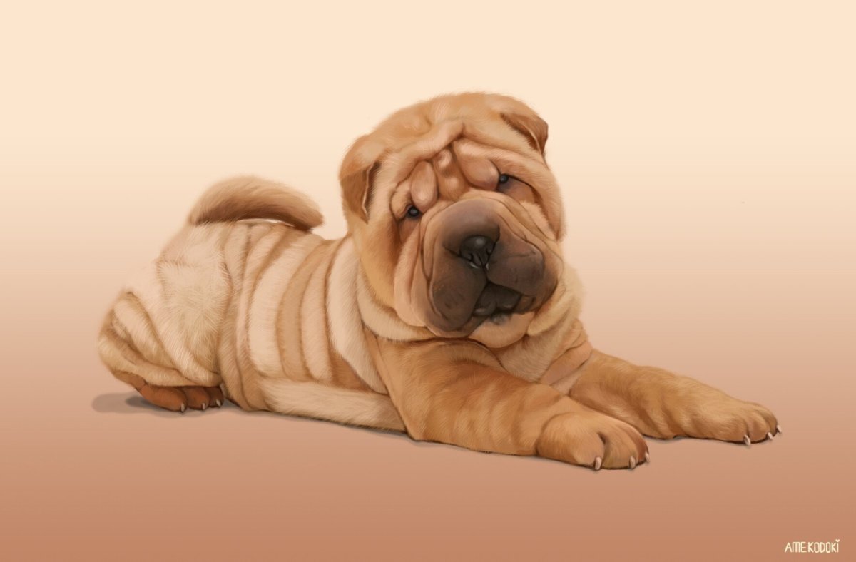 Щенки породы шарпей