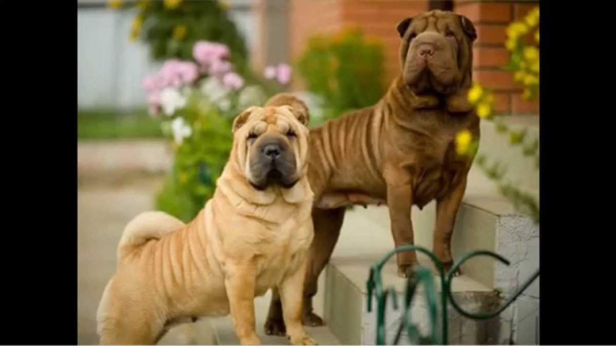 Шарпей щенок