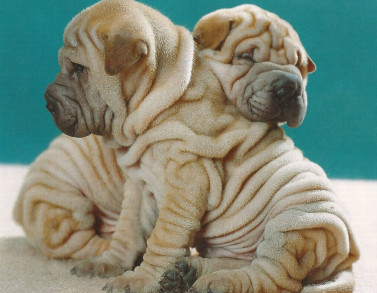 Порода шарпей