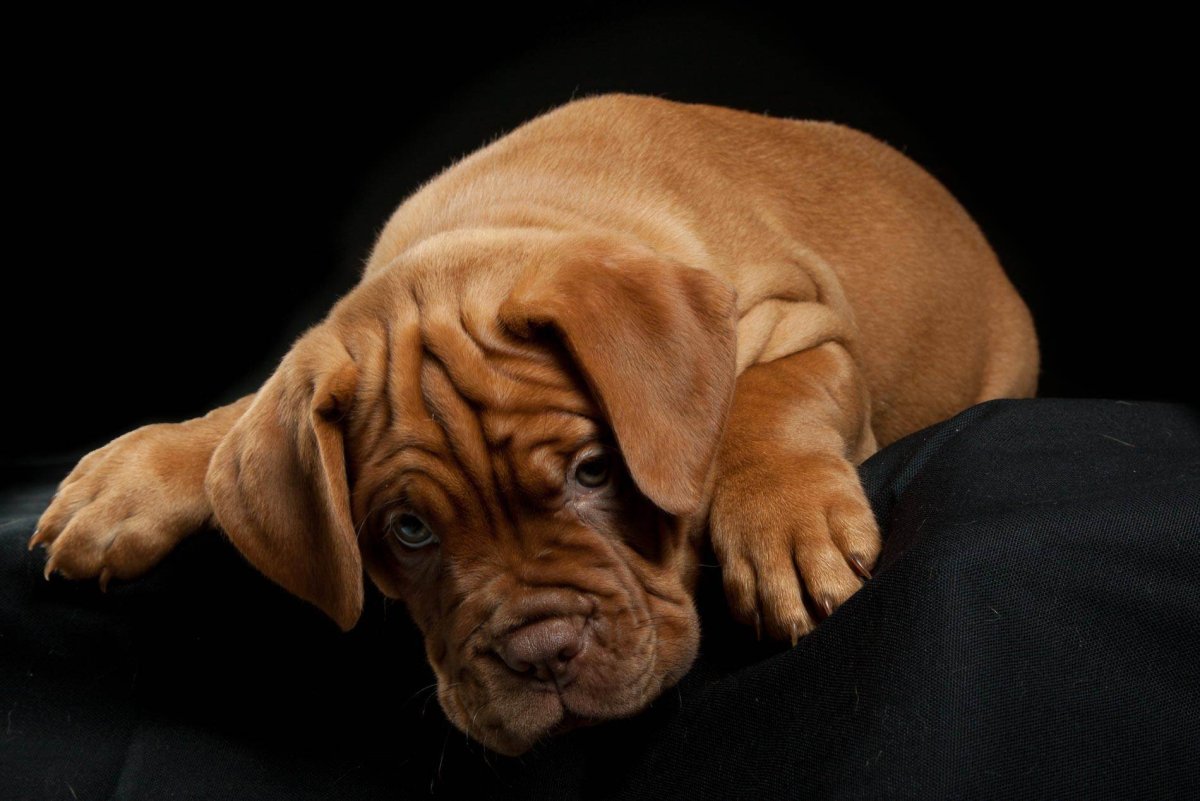 Порода бладхаунд