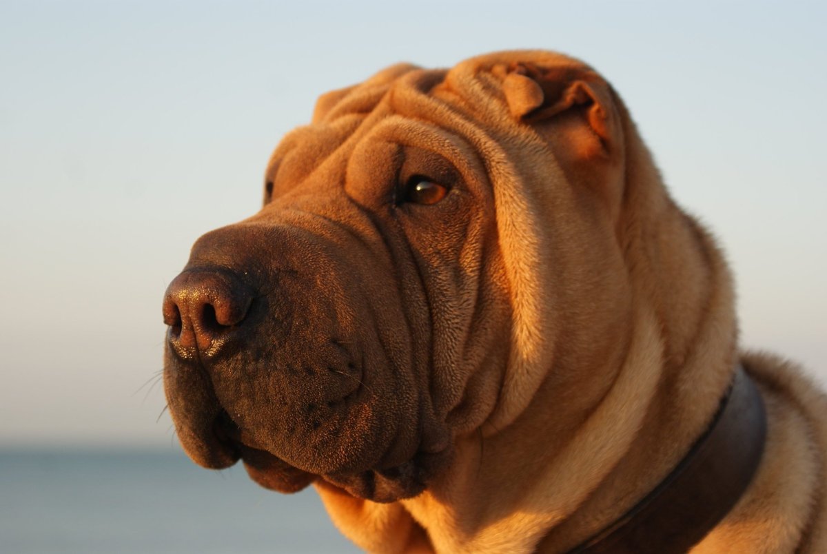 Американский шарпей