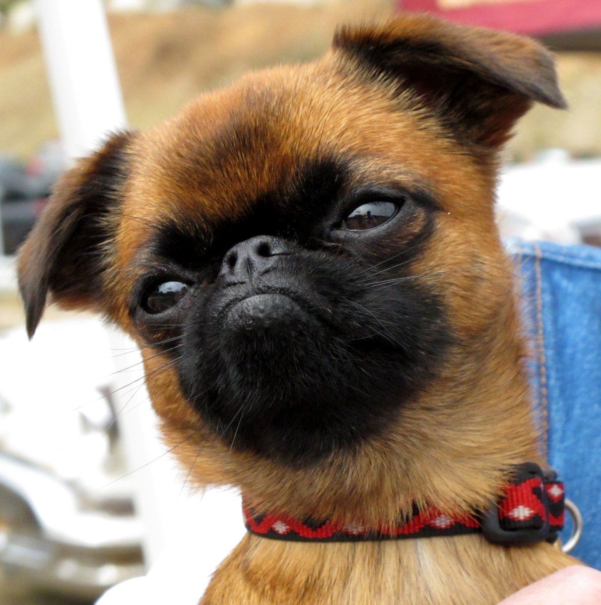 Пти брабансон