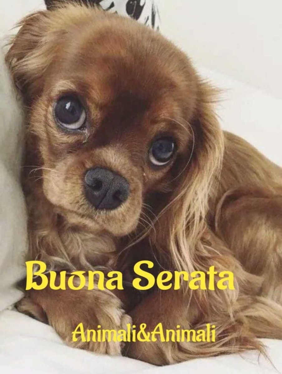 Кавалер Кинг Чарльз спаниель