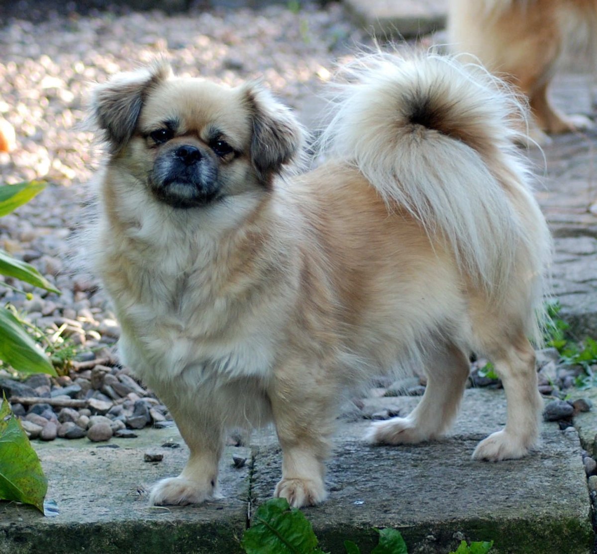 Тибетский спаниель (Tibetan Spaniel)