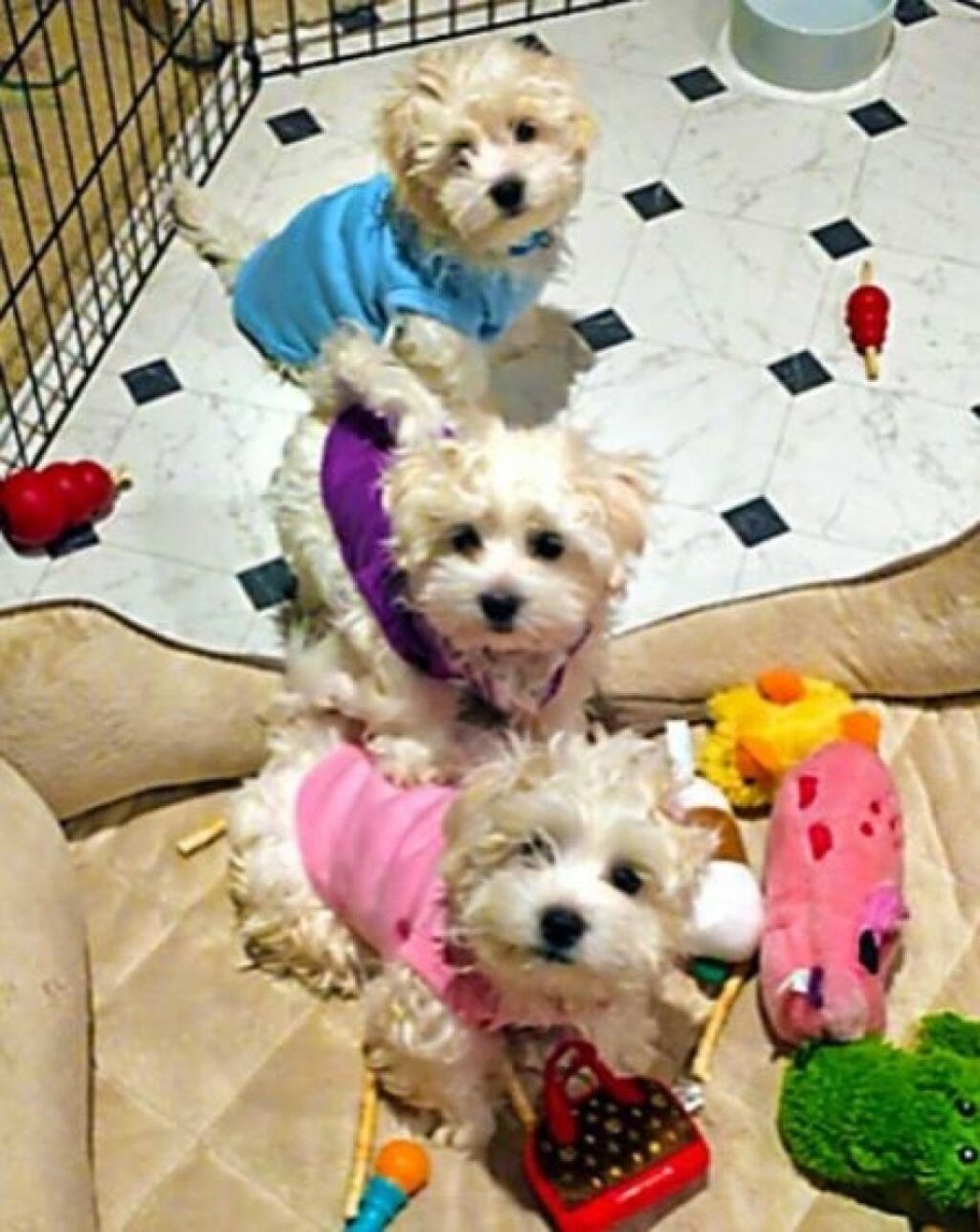 Собака Барбары Стрейзанд порода