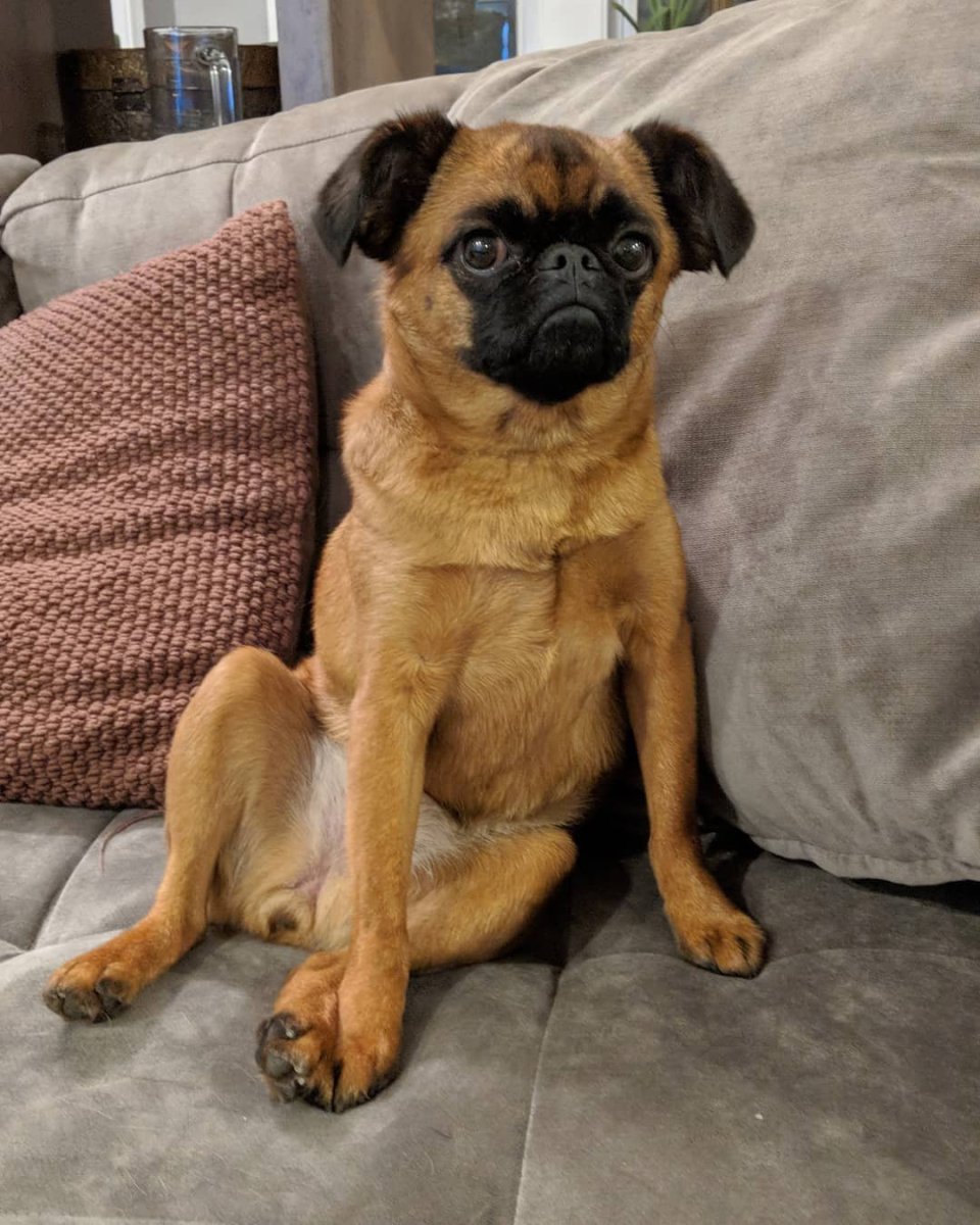 Пти брабансон