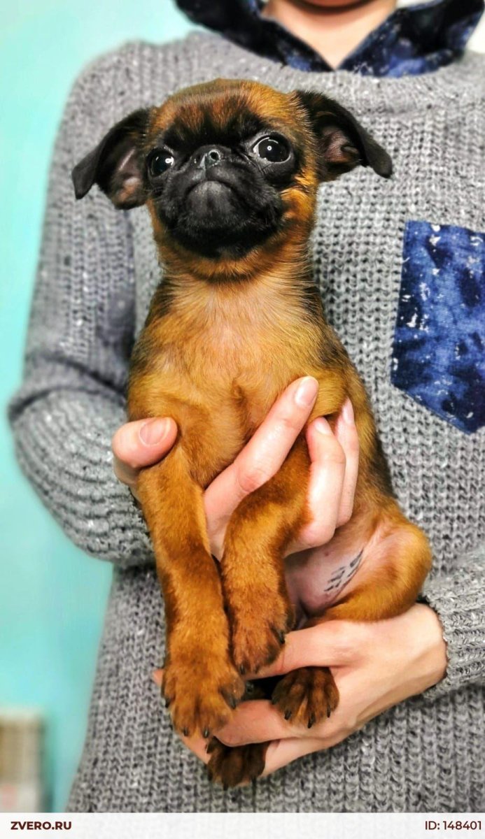 Пти брабансон