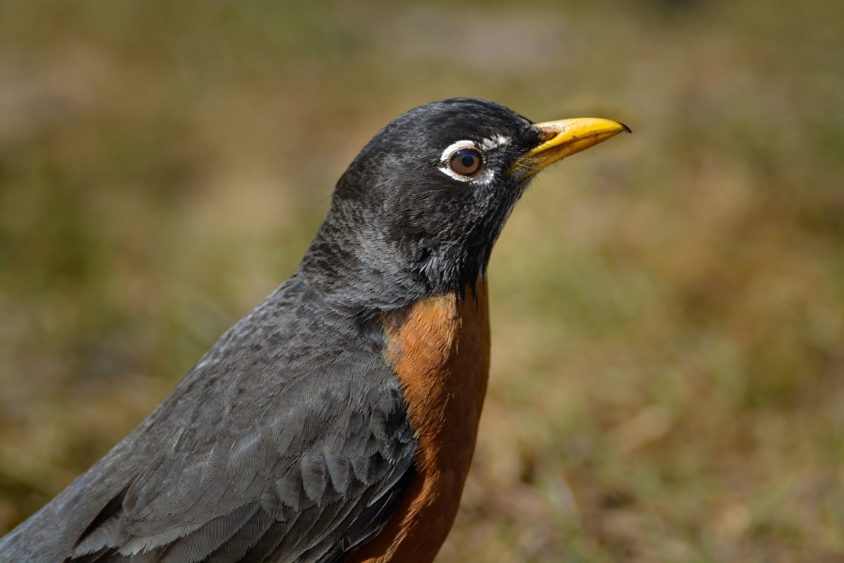 Дрозд майна