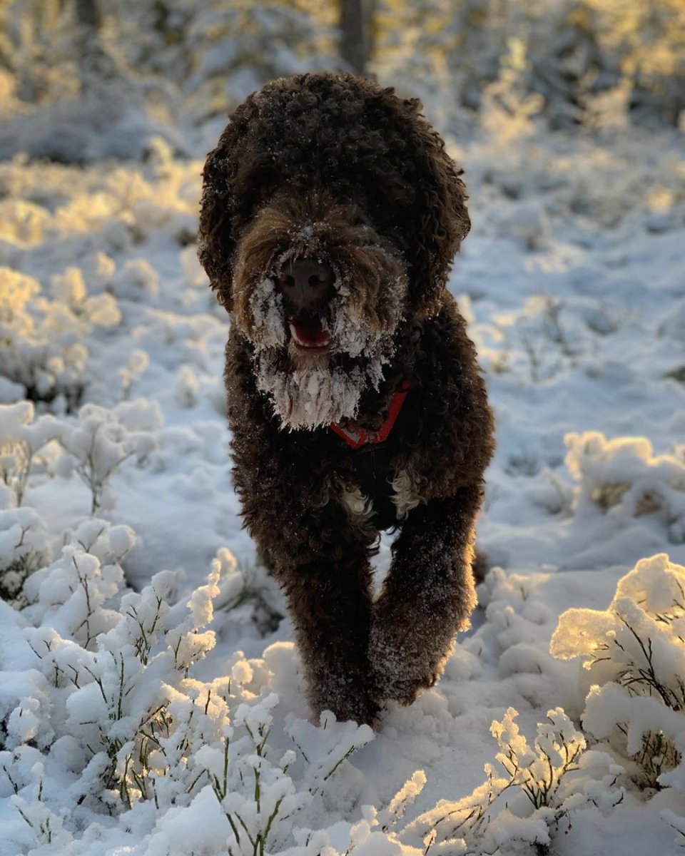 Французская водяная собака