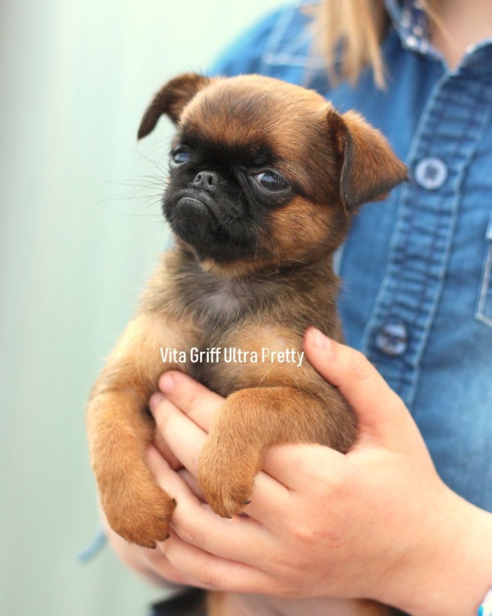 Пти брабансон черный