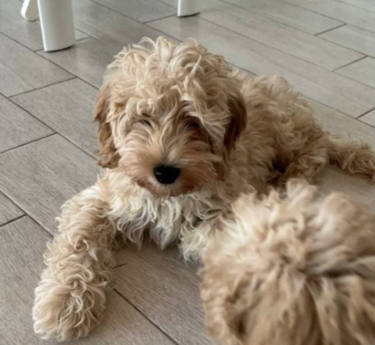 Мальтипу большие