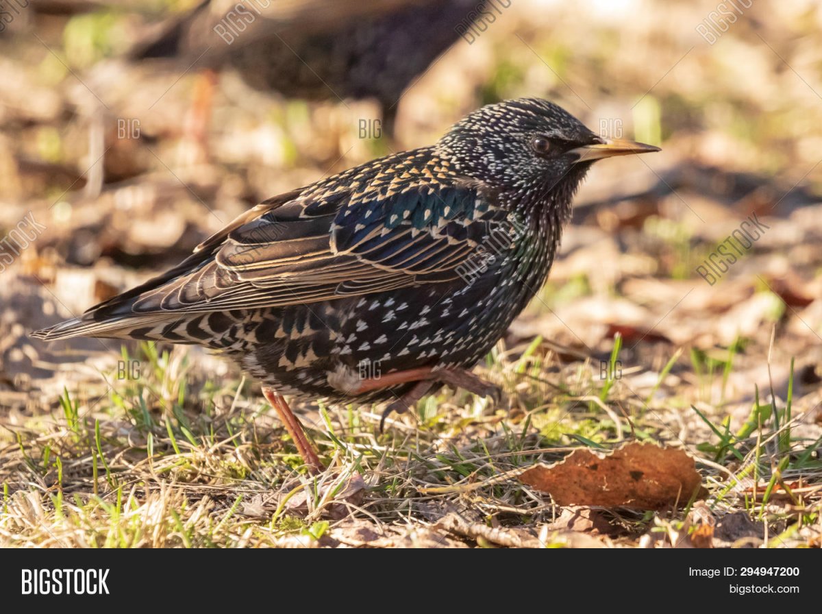 Птица в Подмосковье пестрая с желтым клювом