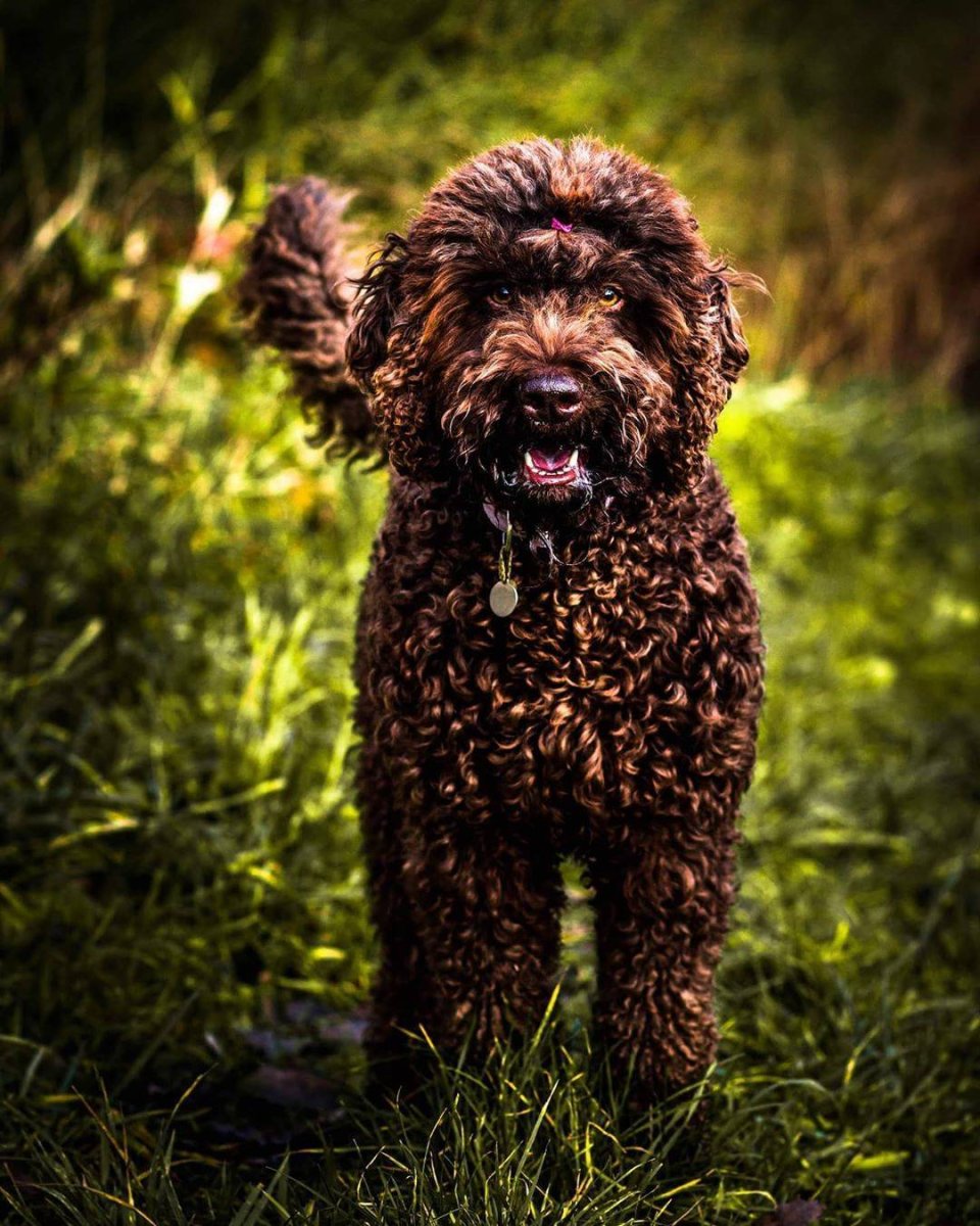 Пудель Барбет