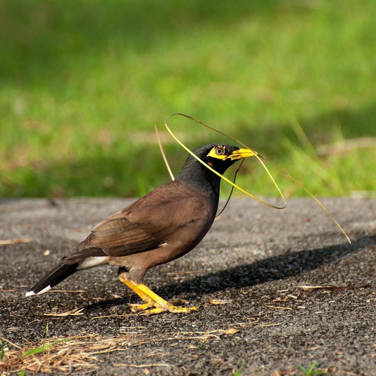 Птицы Тайланда Чибис
