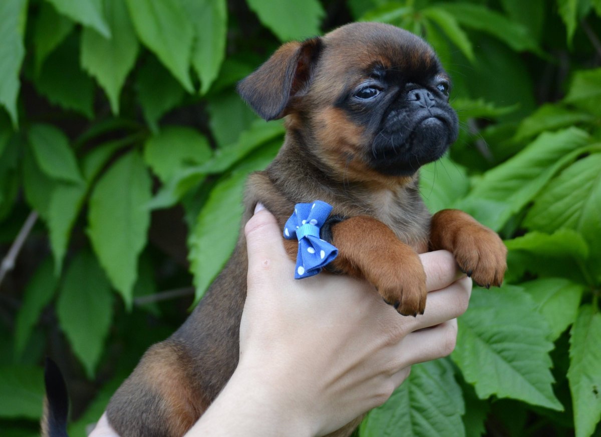 Бельгийский гриффон Пти брабансон