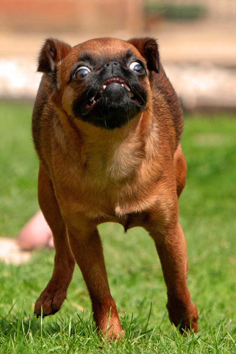 Порода собак тибарбасон