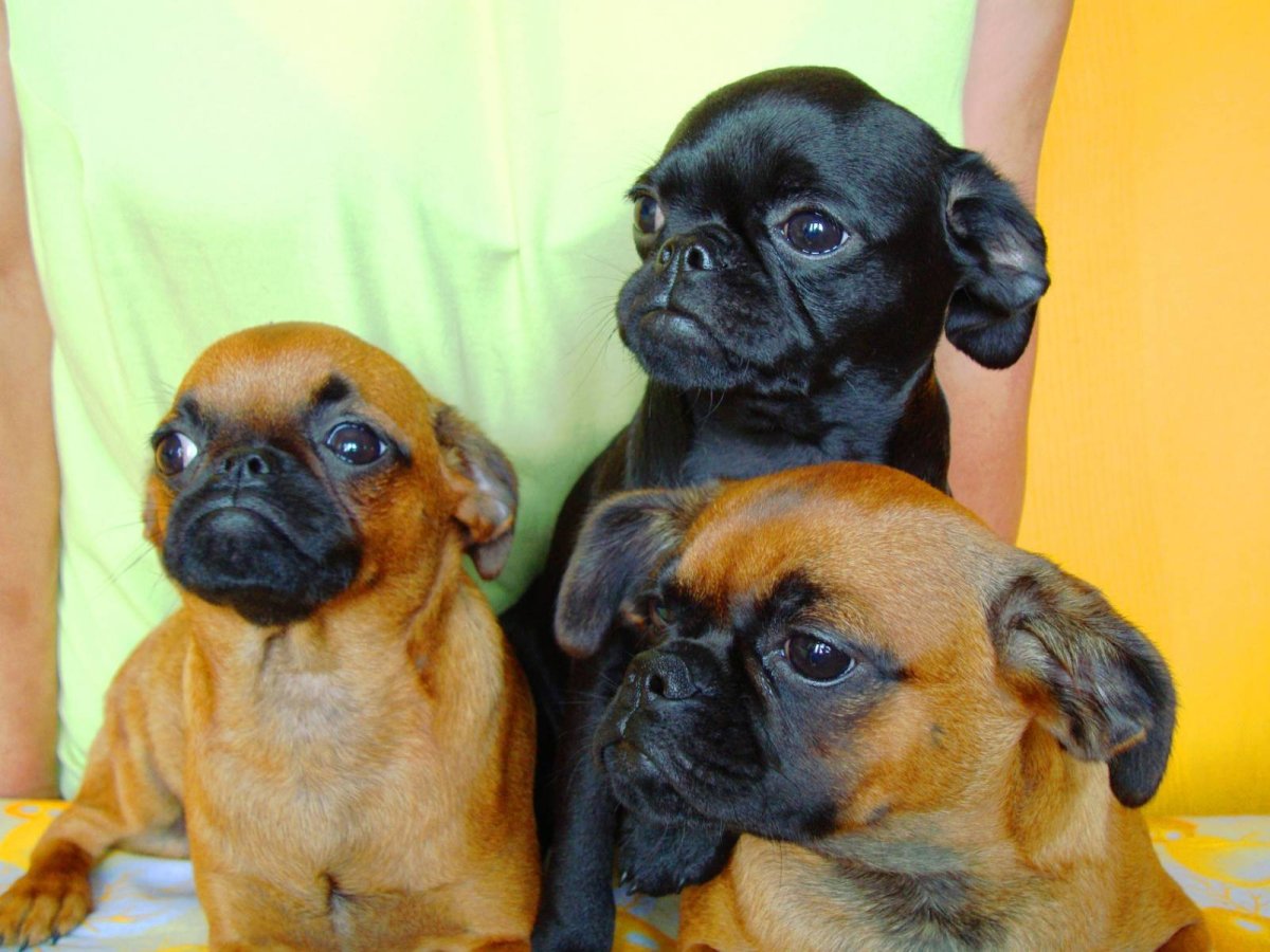 Гриффон Пти брабансон