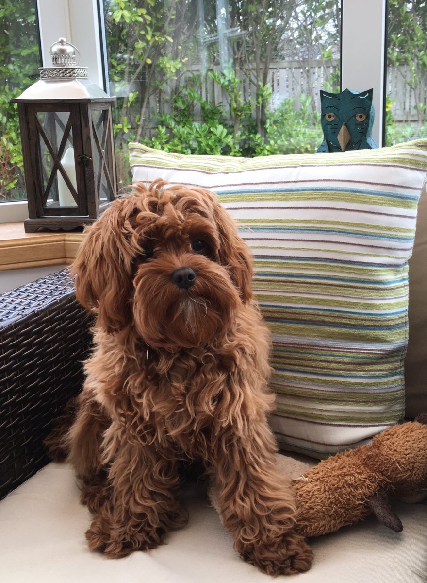 Кавапу порода