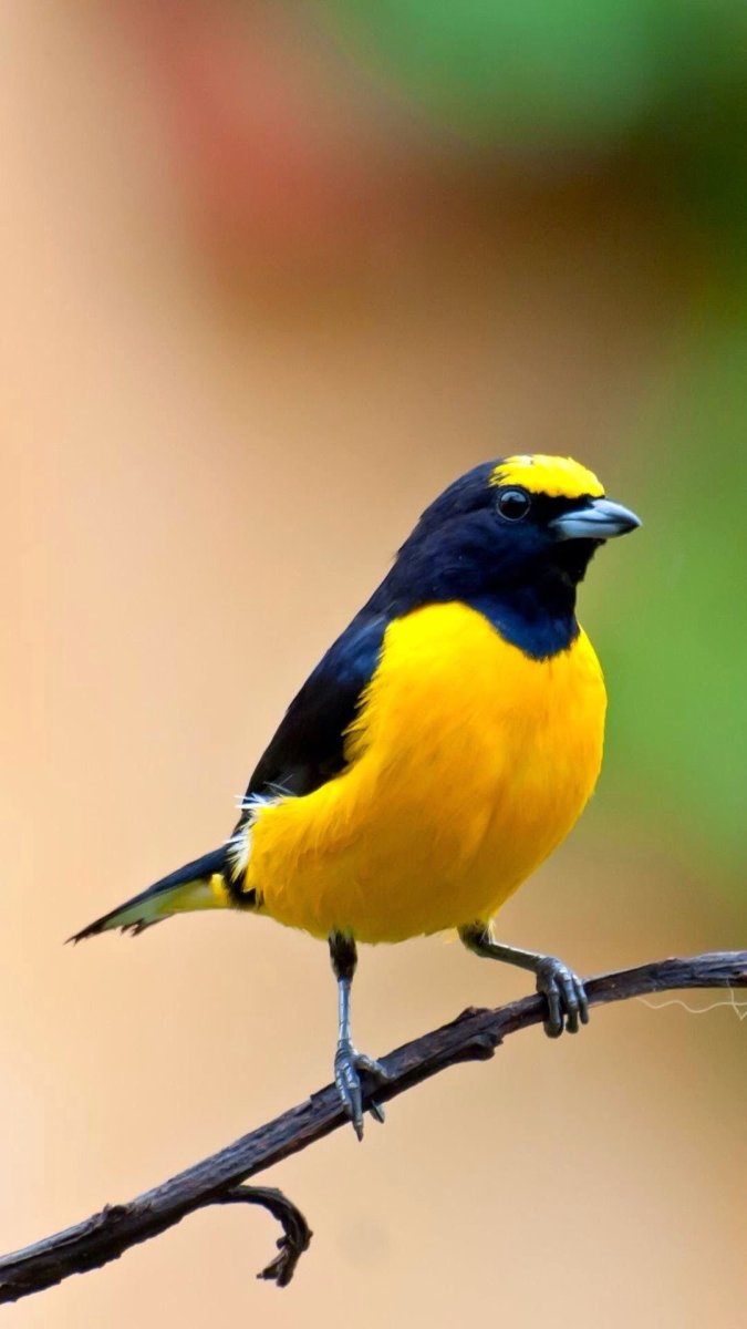 Эуфония птица