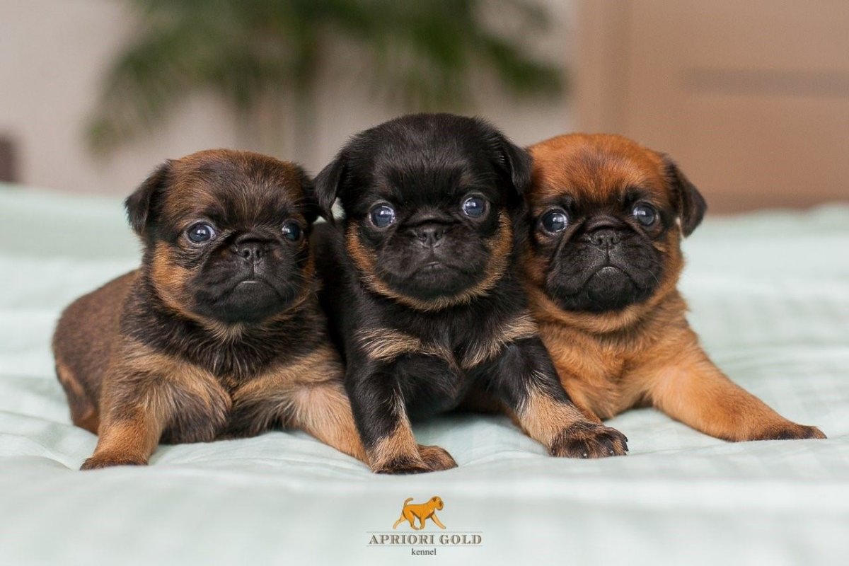 Гриффон Пти брабансон