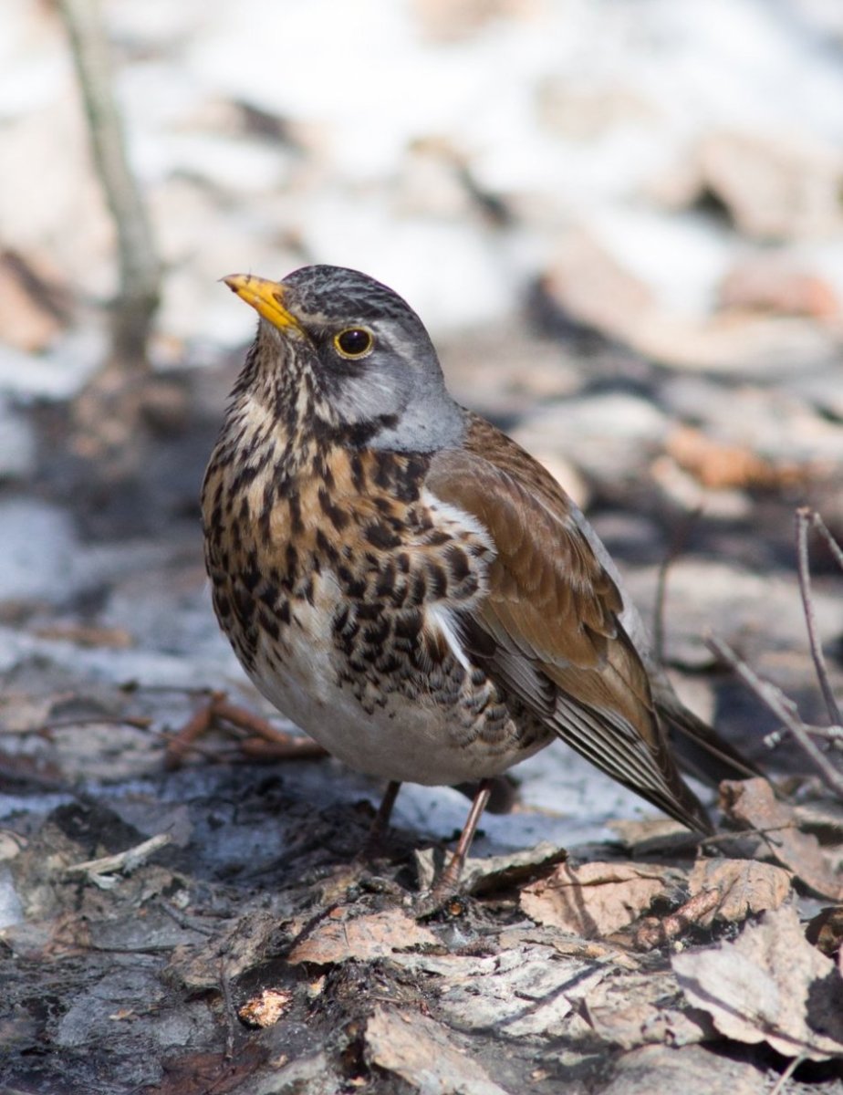 Turdus Merula самка