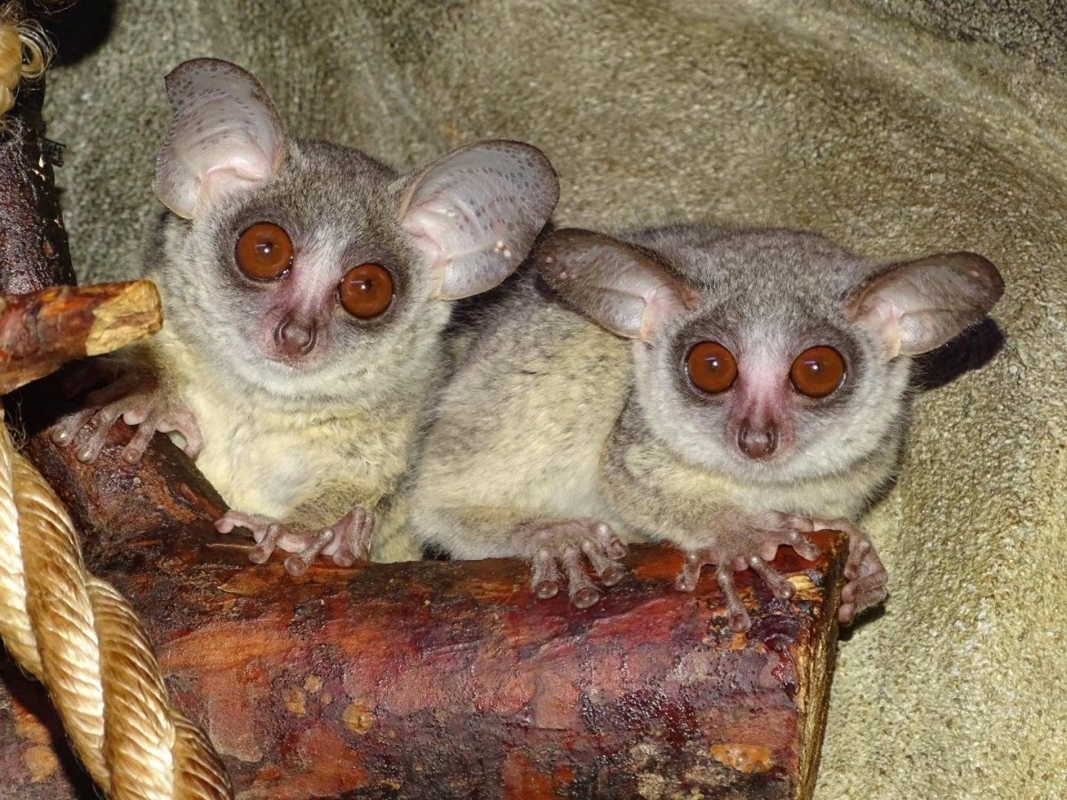 Сенегальский галаго