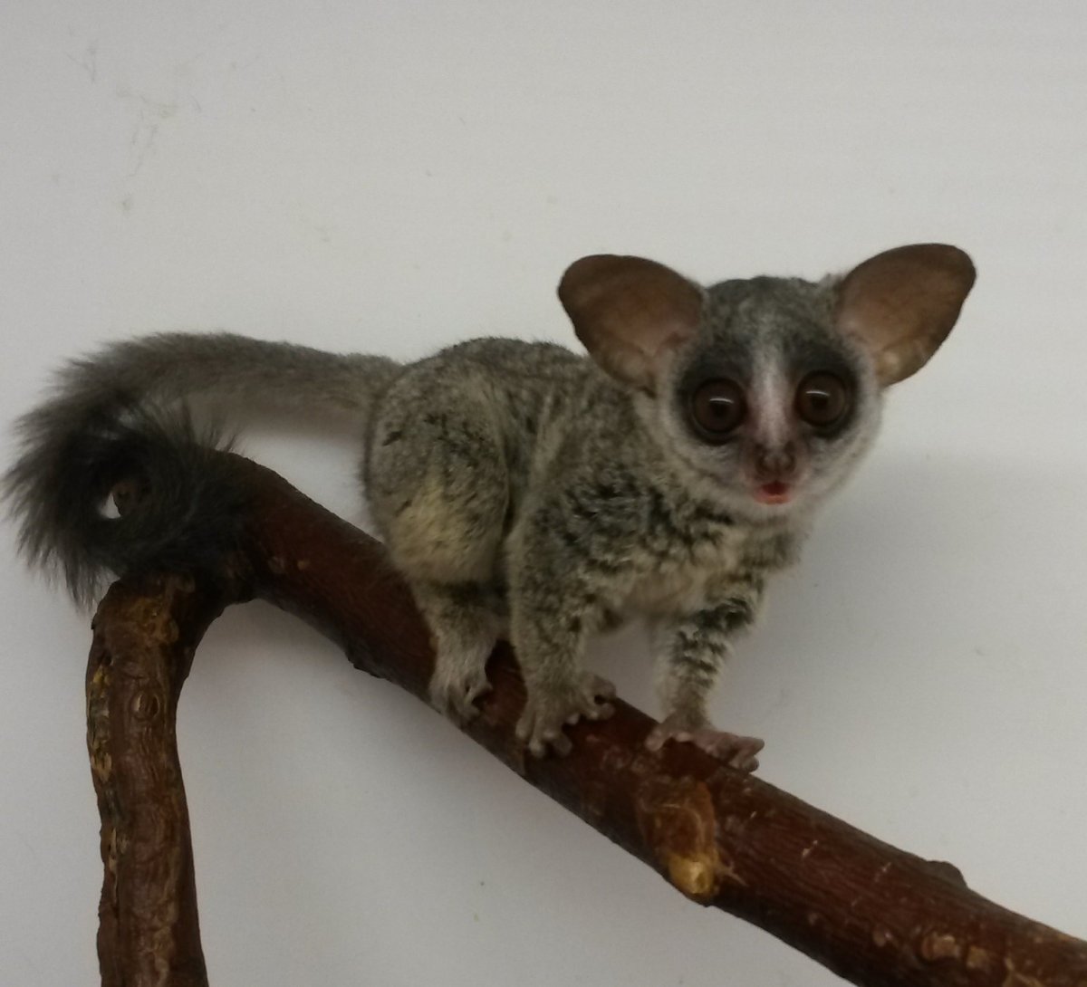 Сенегальский галаго лимур