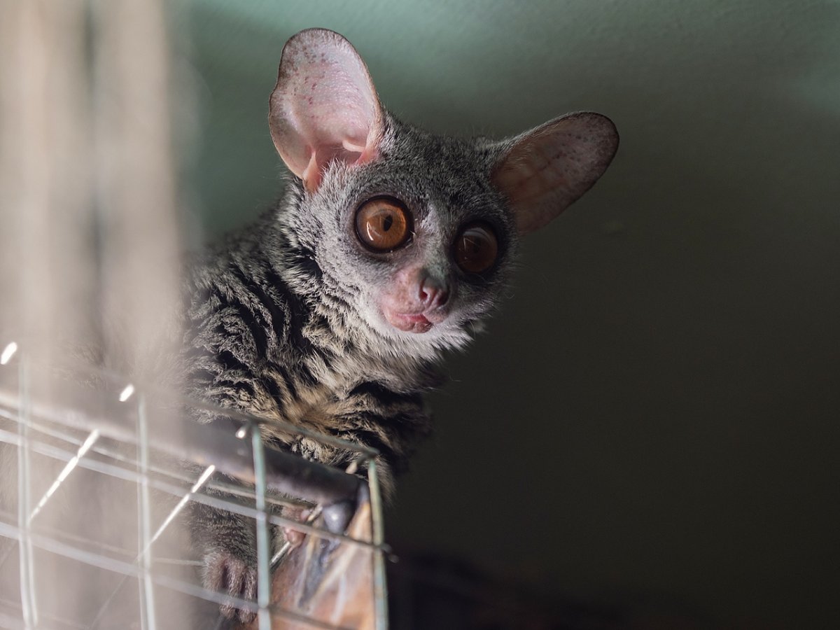 Сенегальский галаго лемур