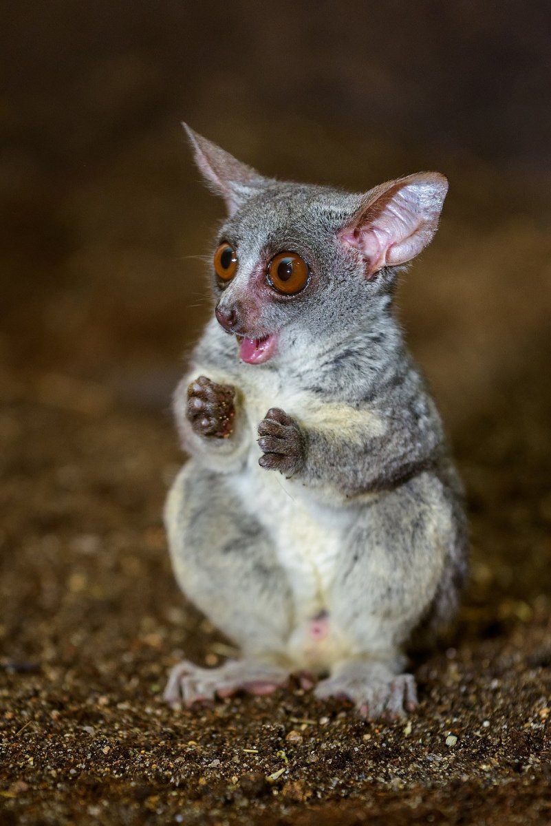 Сенегальский галаго лимур