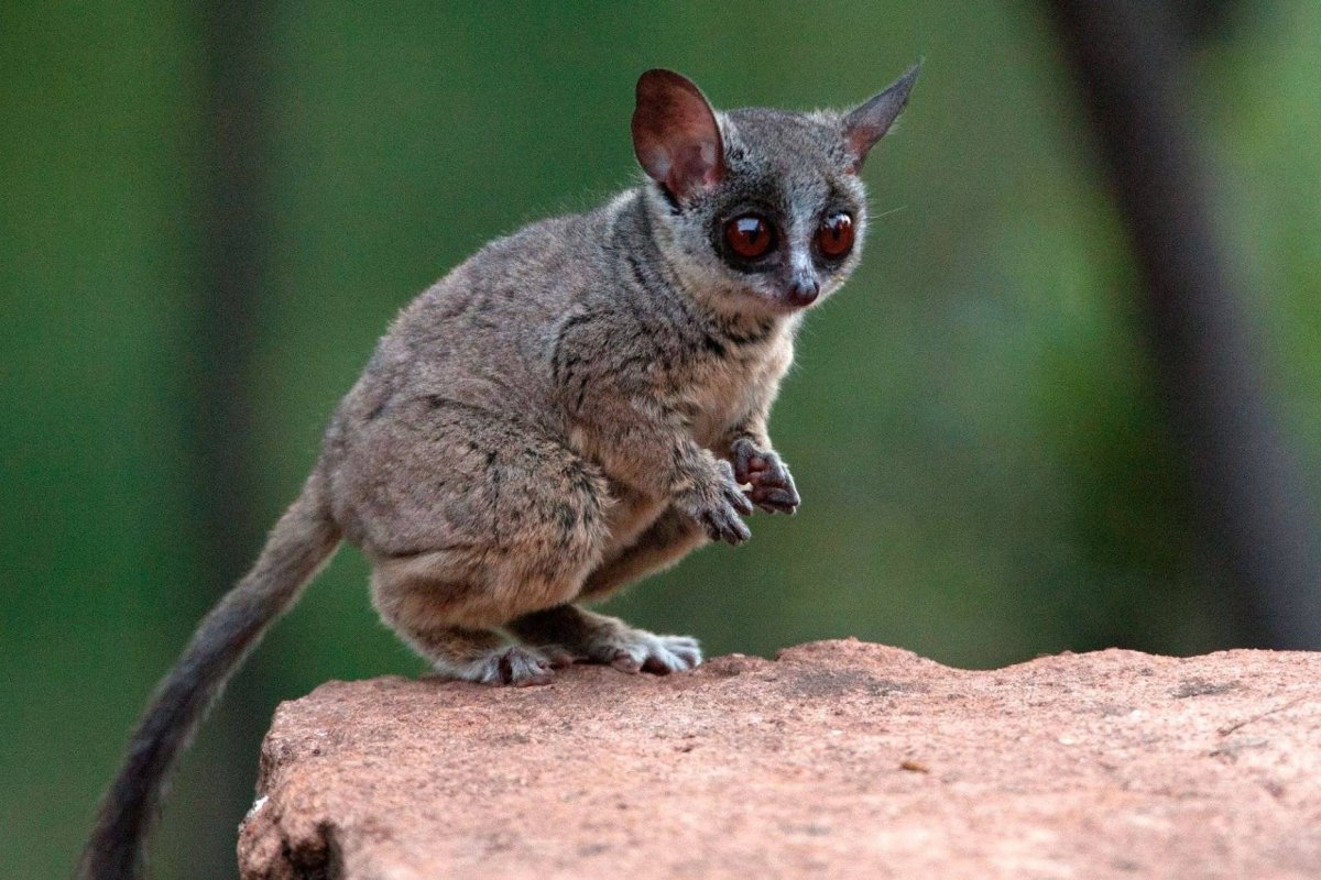 Лемур Ушастый галаго