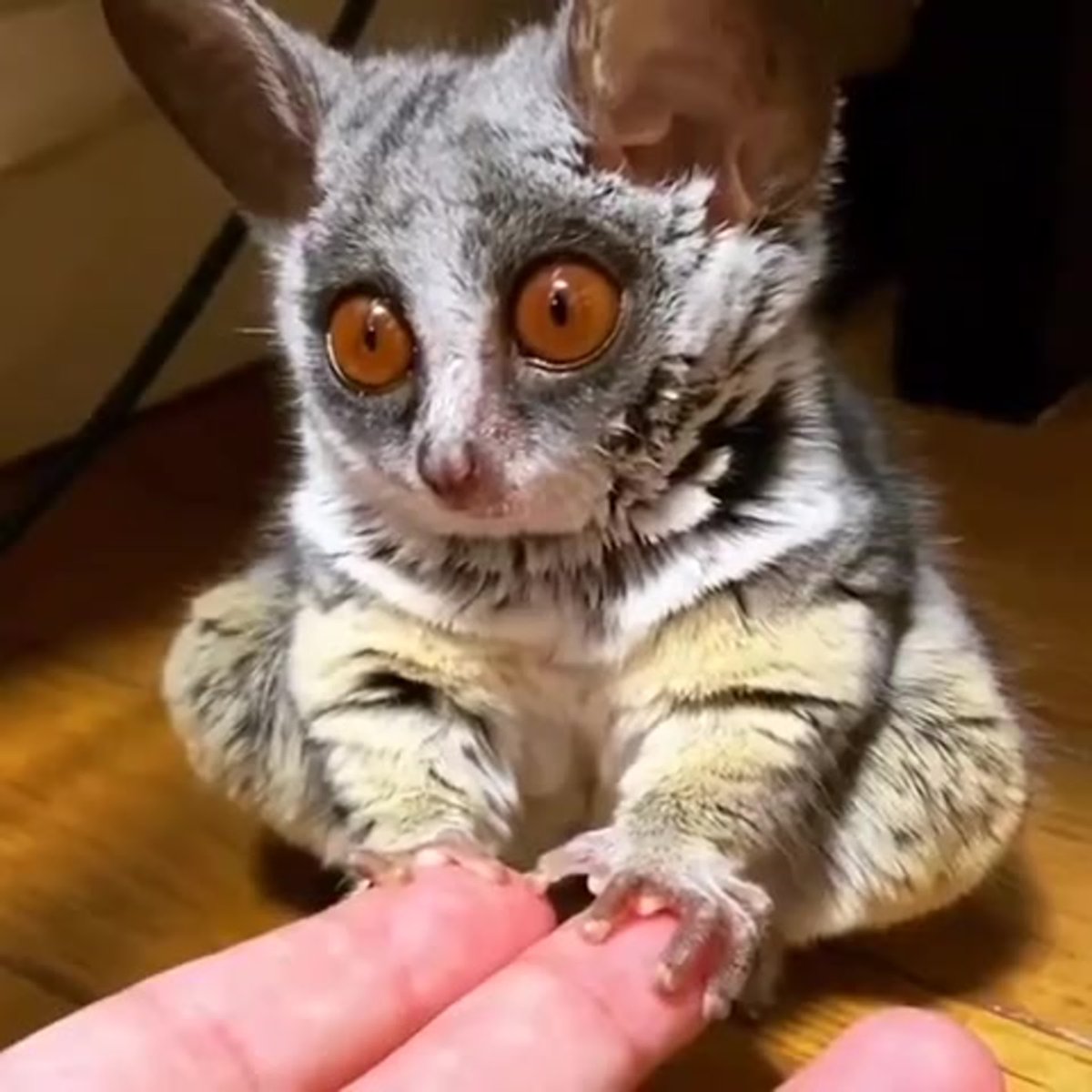 Карликовый лемур