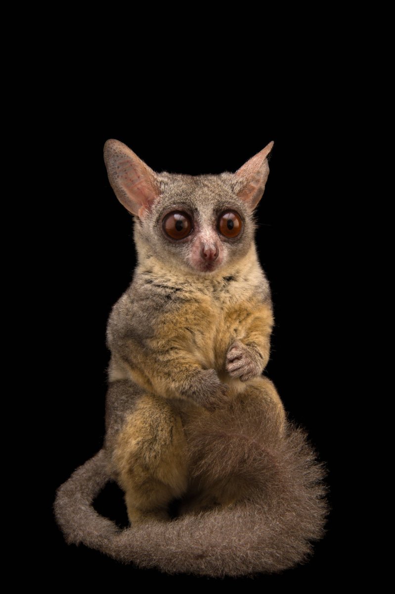 Сенегальский галаго лемур