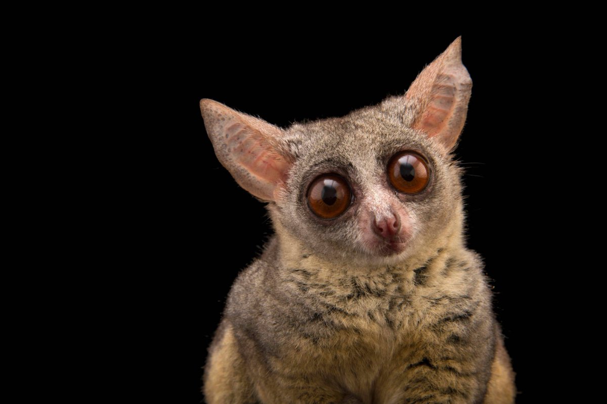 Сенегальский галаго