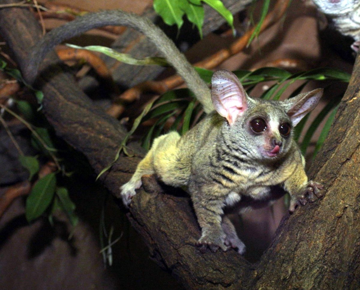 Сенегальский галаго