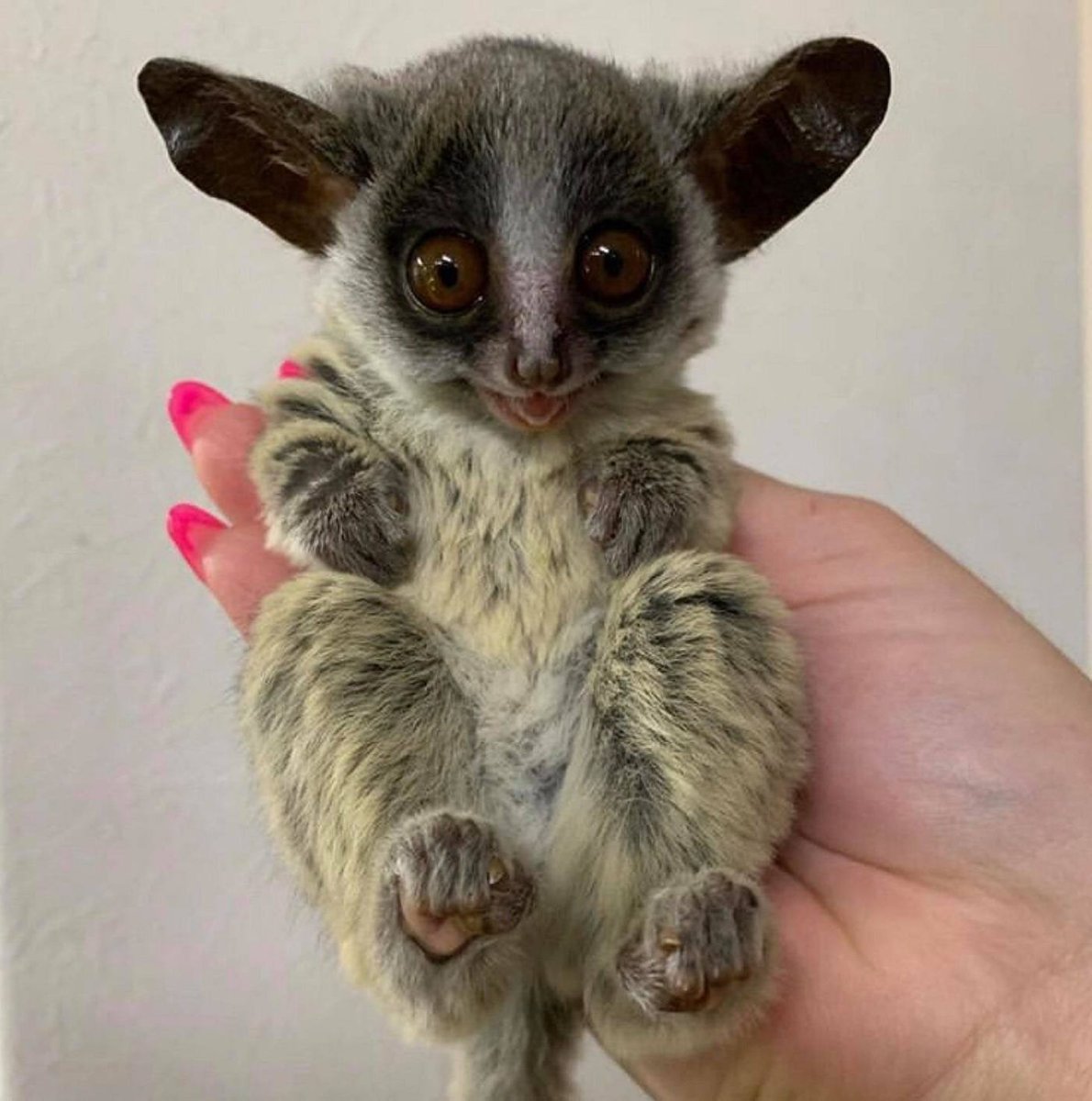 Сенегальский галаго лемур домашний