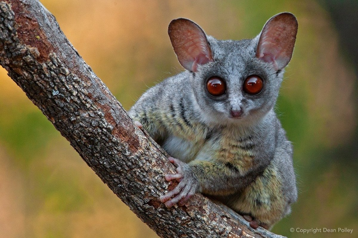 Сенегальский галаго