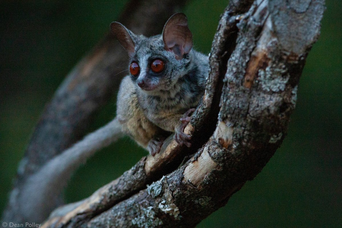 Сенегальский галаго лемур домашний