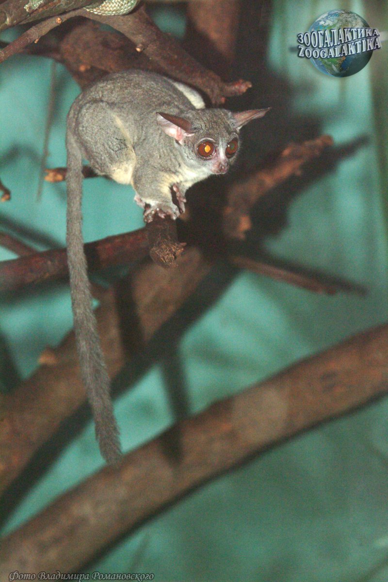 Сенегальский галаго цена купить в России в рублях за грамм