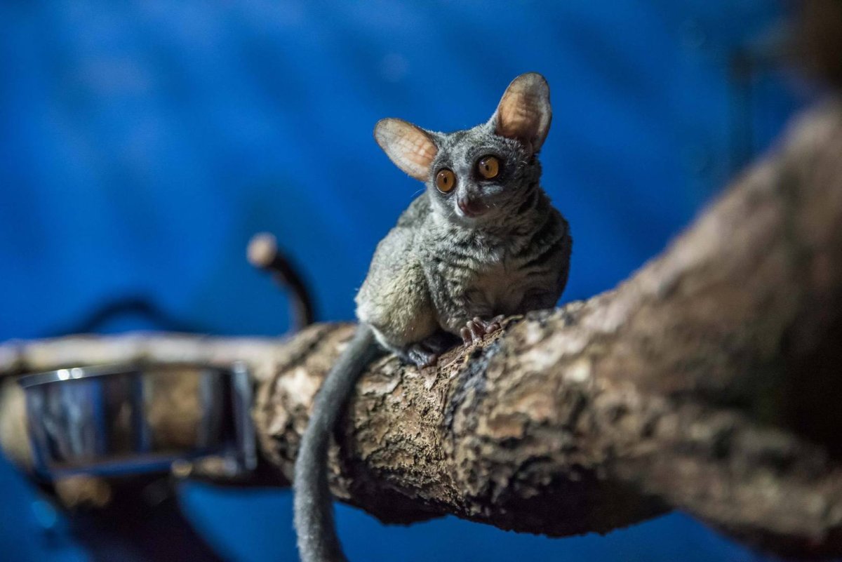 Иглокоготные галаго