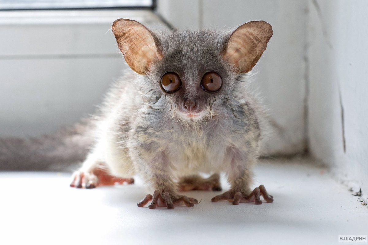 Галаго Сенегальский домашний