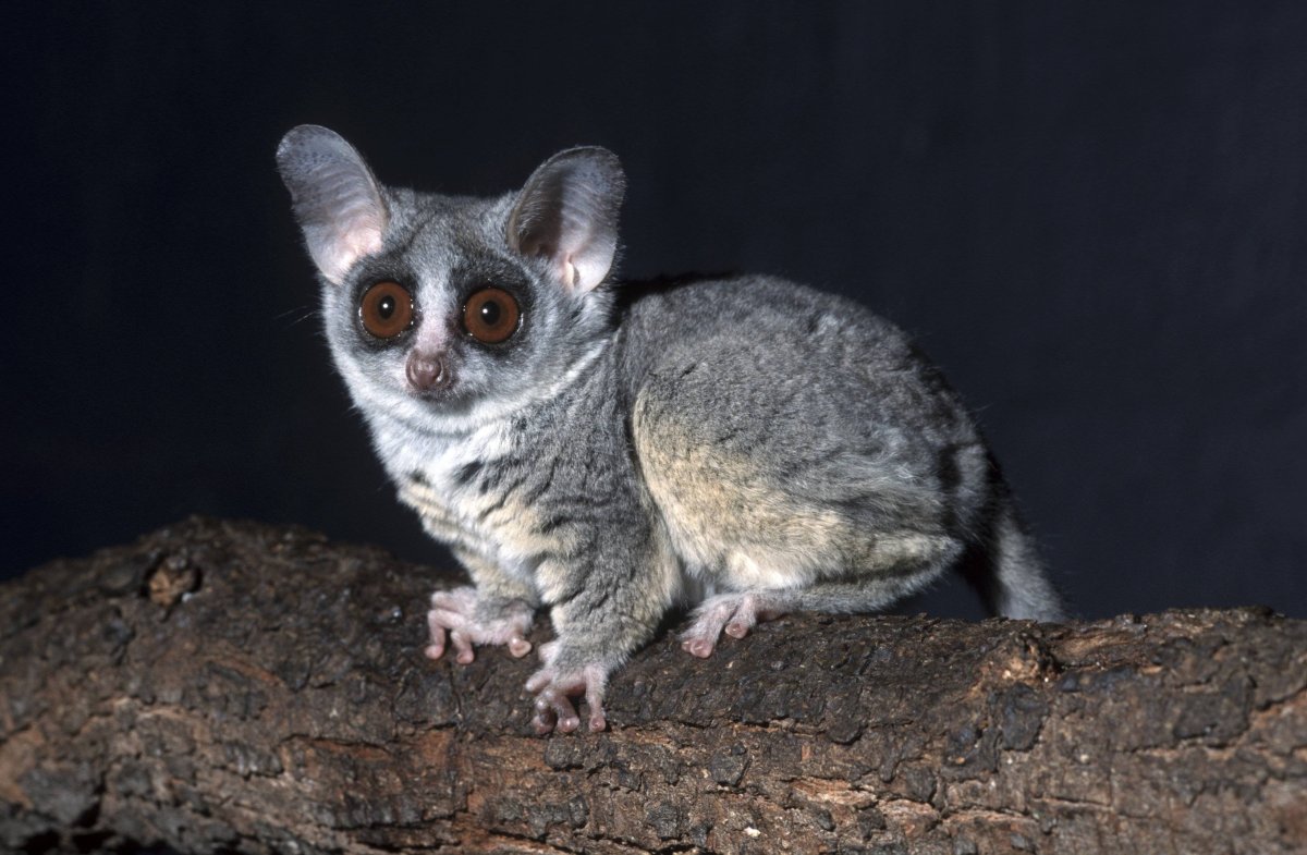 Лемур Ушастый галаго