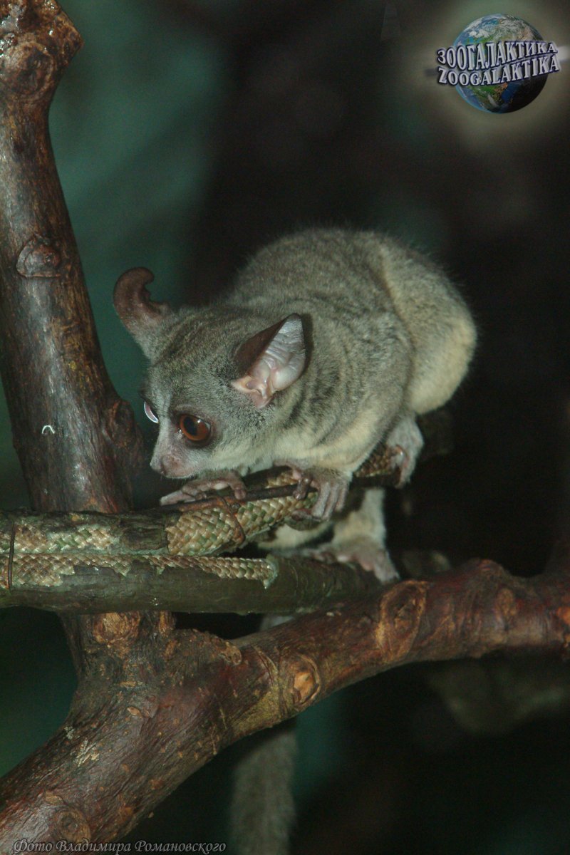 Галаго Сенегальский (Galago senegalensis)
