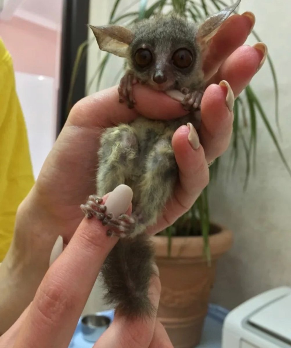 Бушбеби галаго