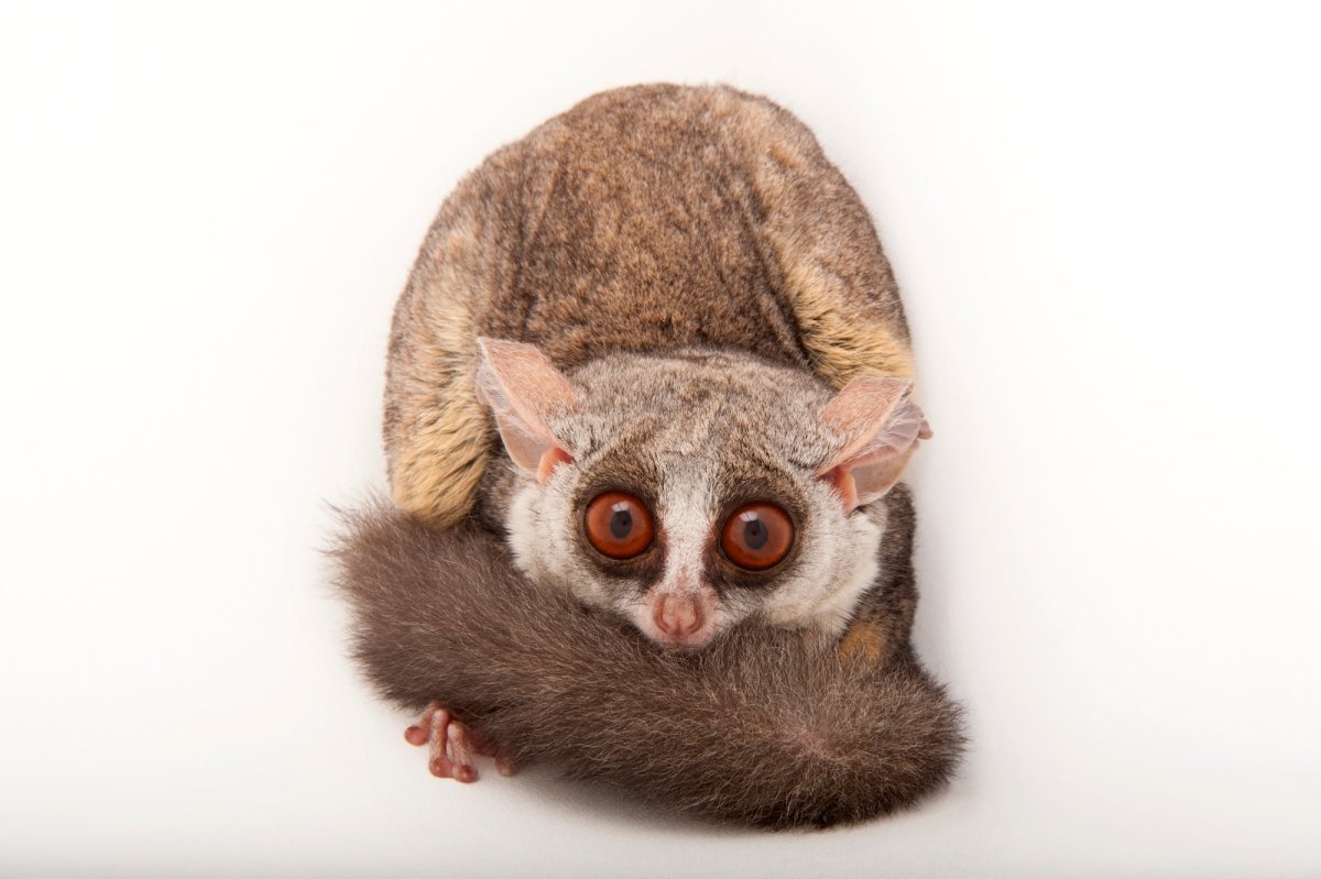 Габонский галаго