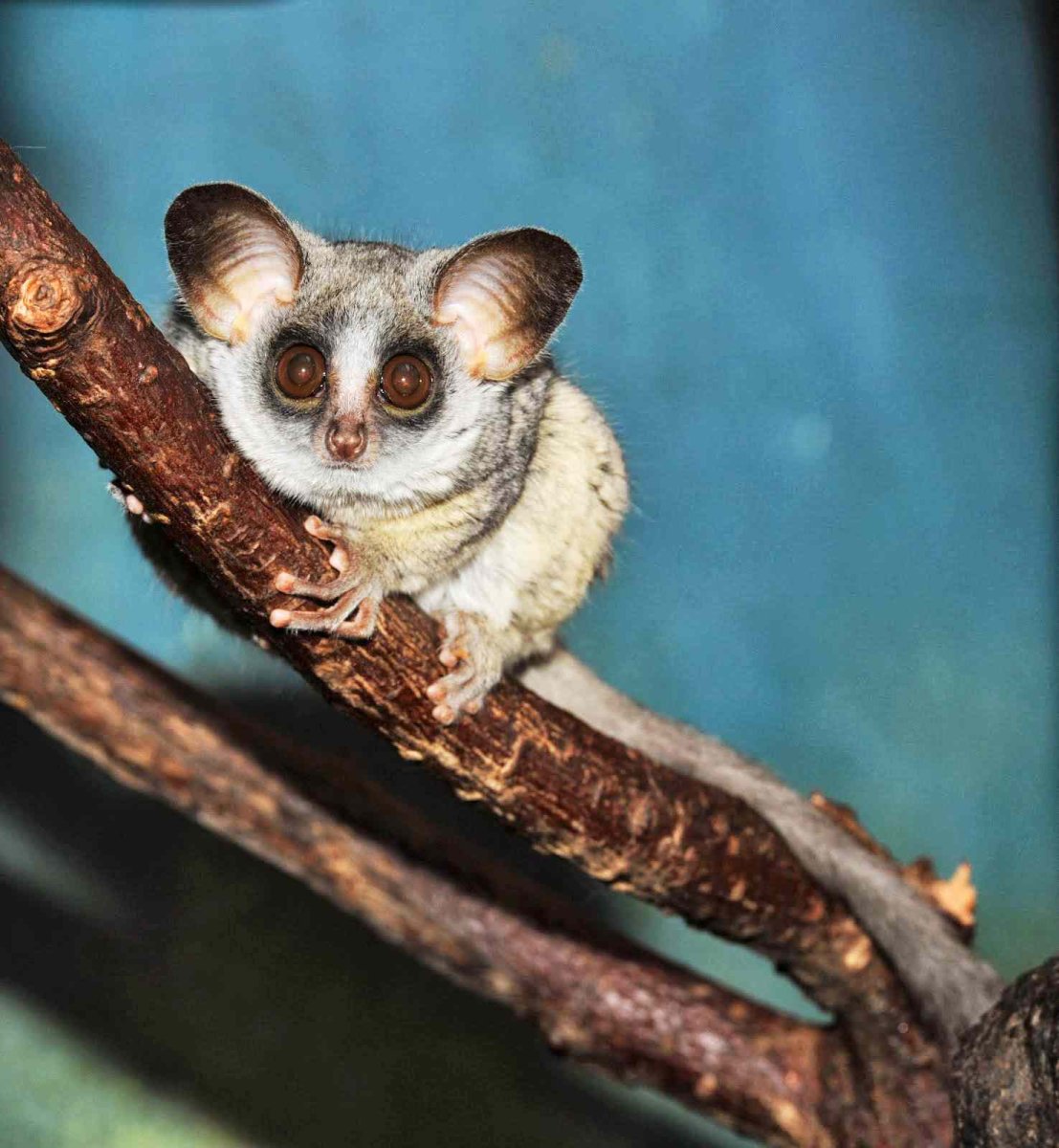 Сенегальский галаго лемур
