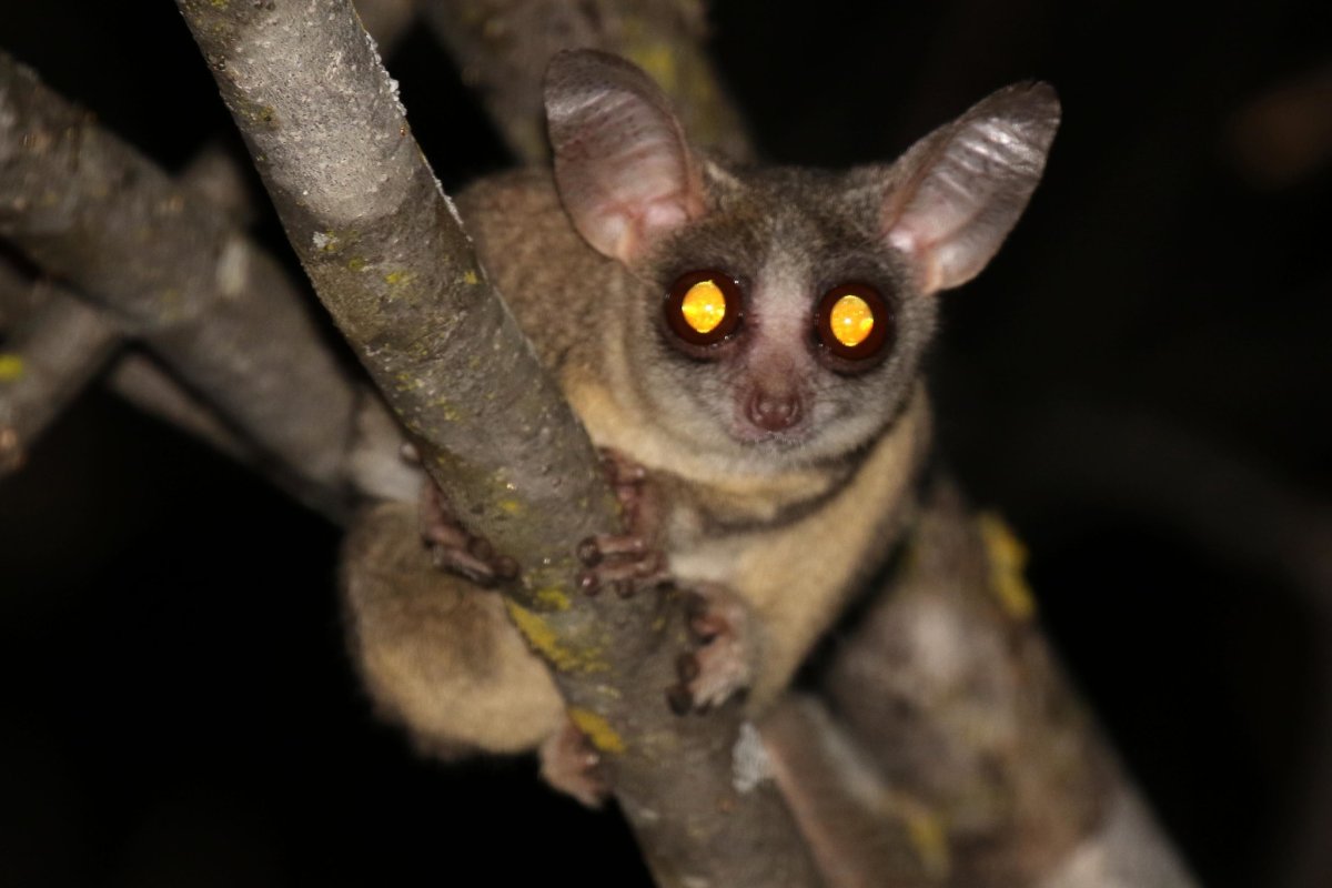 Сенегальский галаго лемур