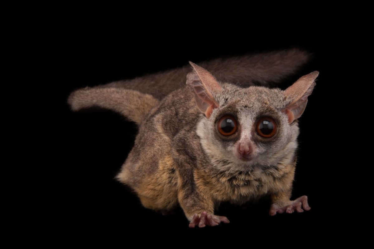 Сенегальский галаго лемур