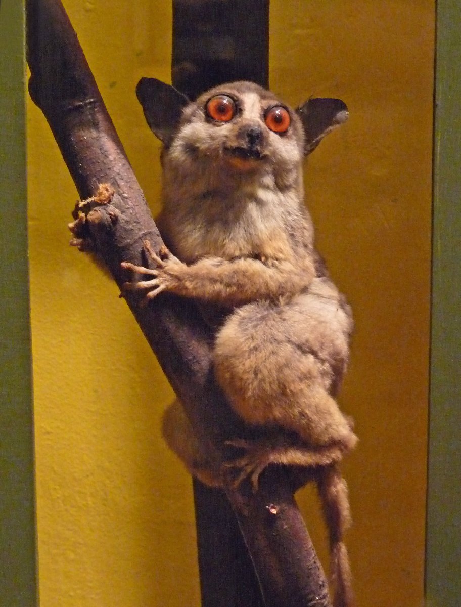 Сенегальский галаго анатомия